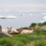 Gallery Thumbnail 5