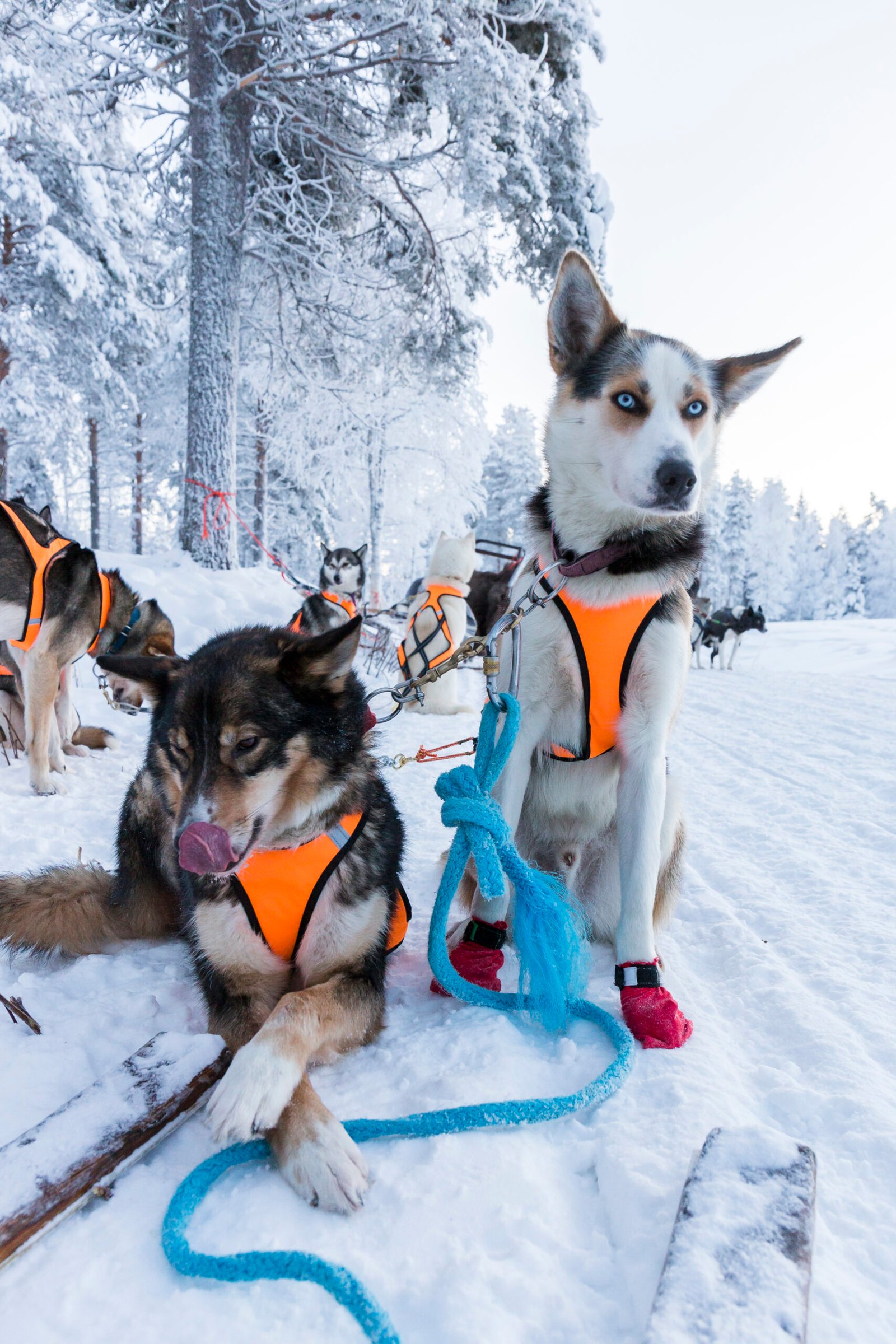 Husky safari sled dogs, Ranua Resort, Finnish Lapland