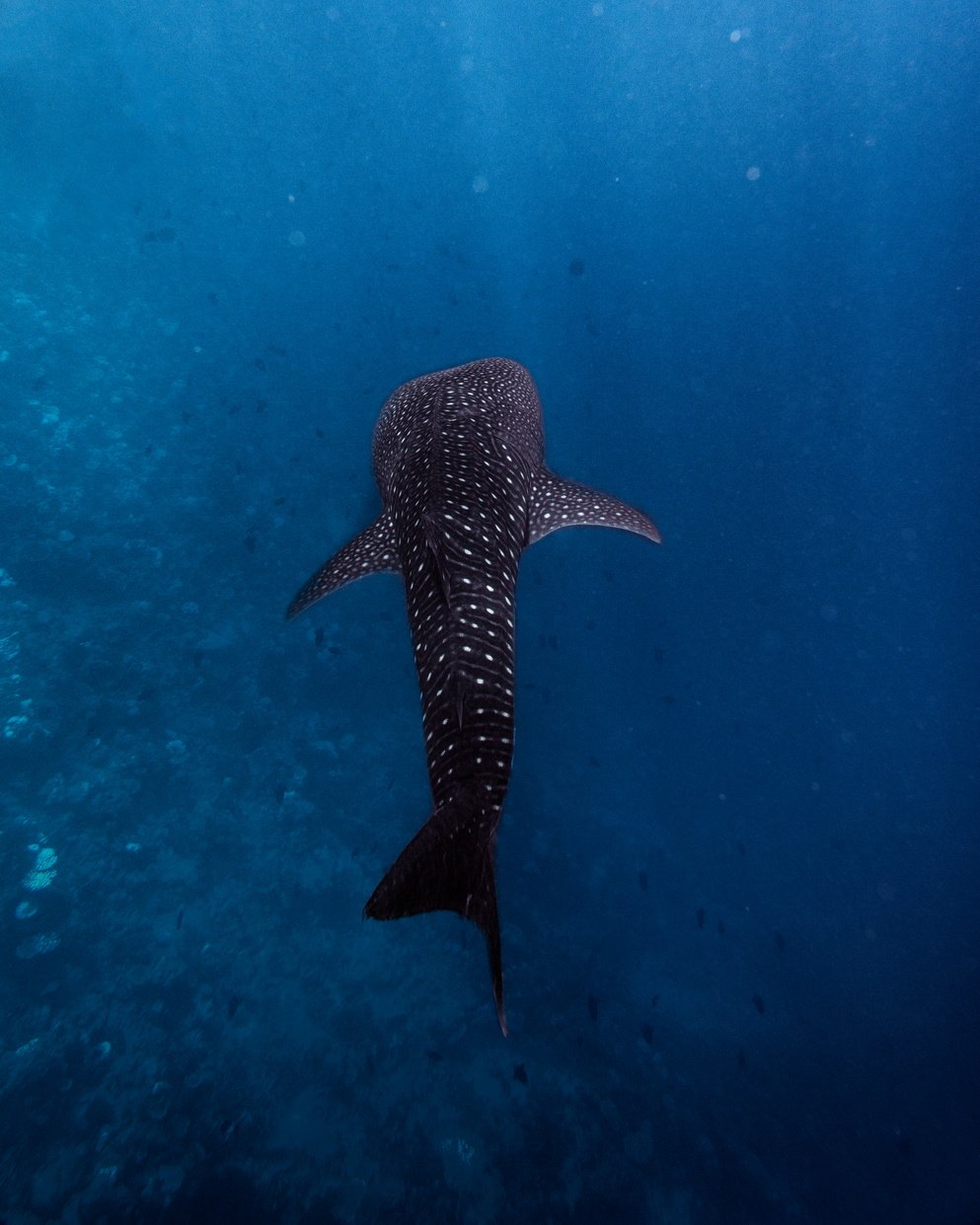 Reef life at LUX* South Ari Atoll