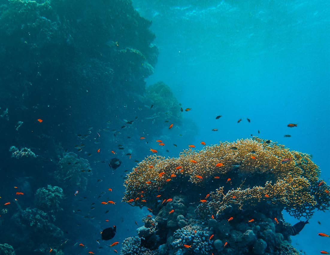 Reef life around Ellaidhoo, North Ari Atoll