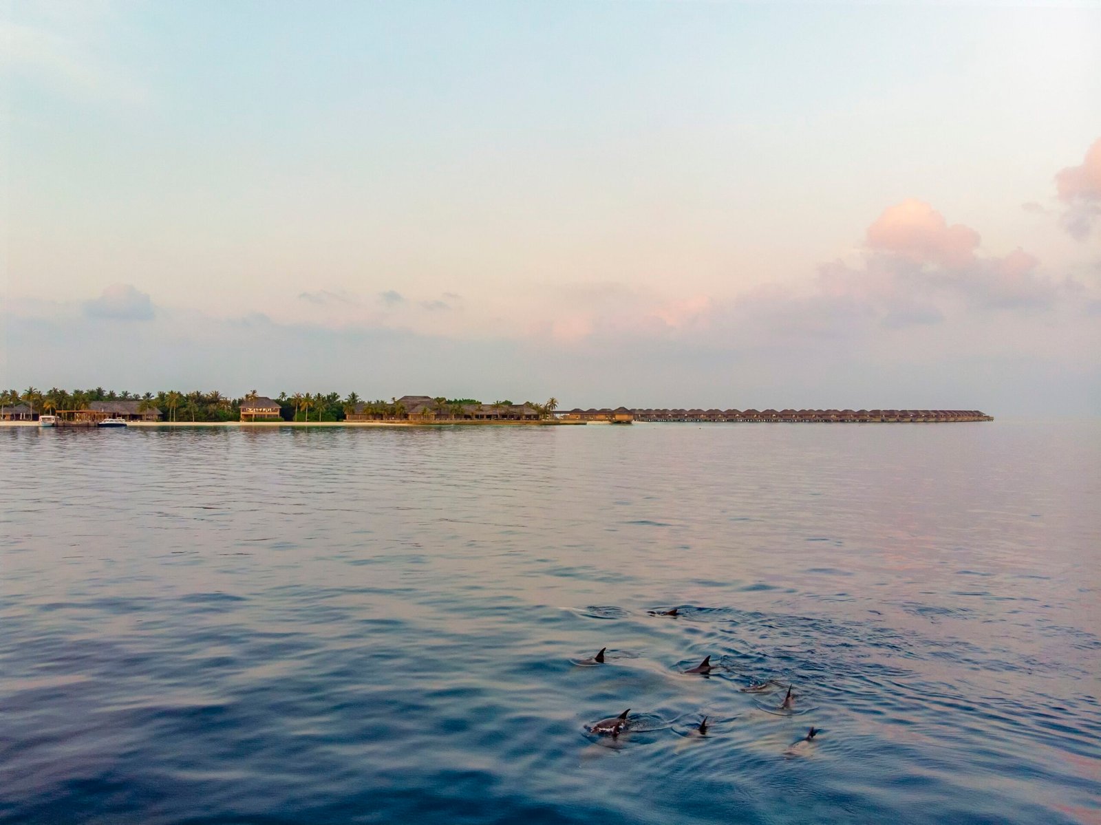 Dolphin sighting near Hurawalhi Island Resort