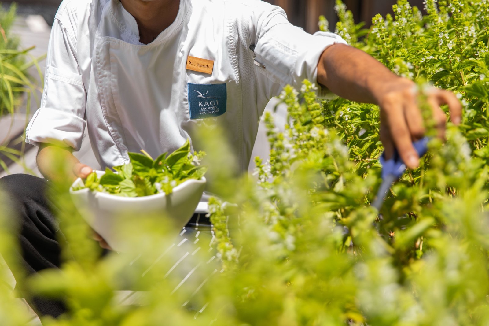 The herb garden at Kagi Maldives Resort & Spa