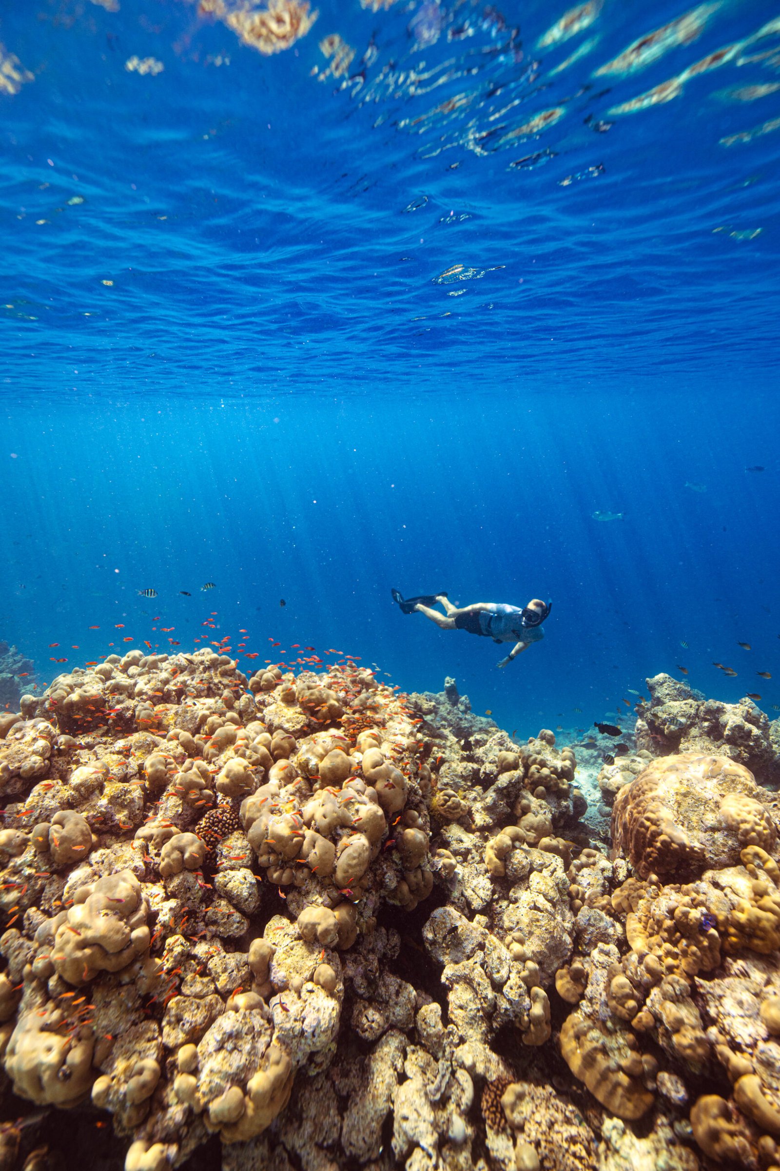 House reef marine life at Kuredu Island Resort & Spa