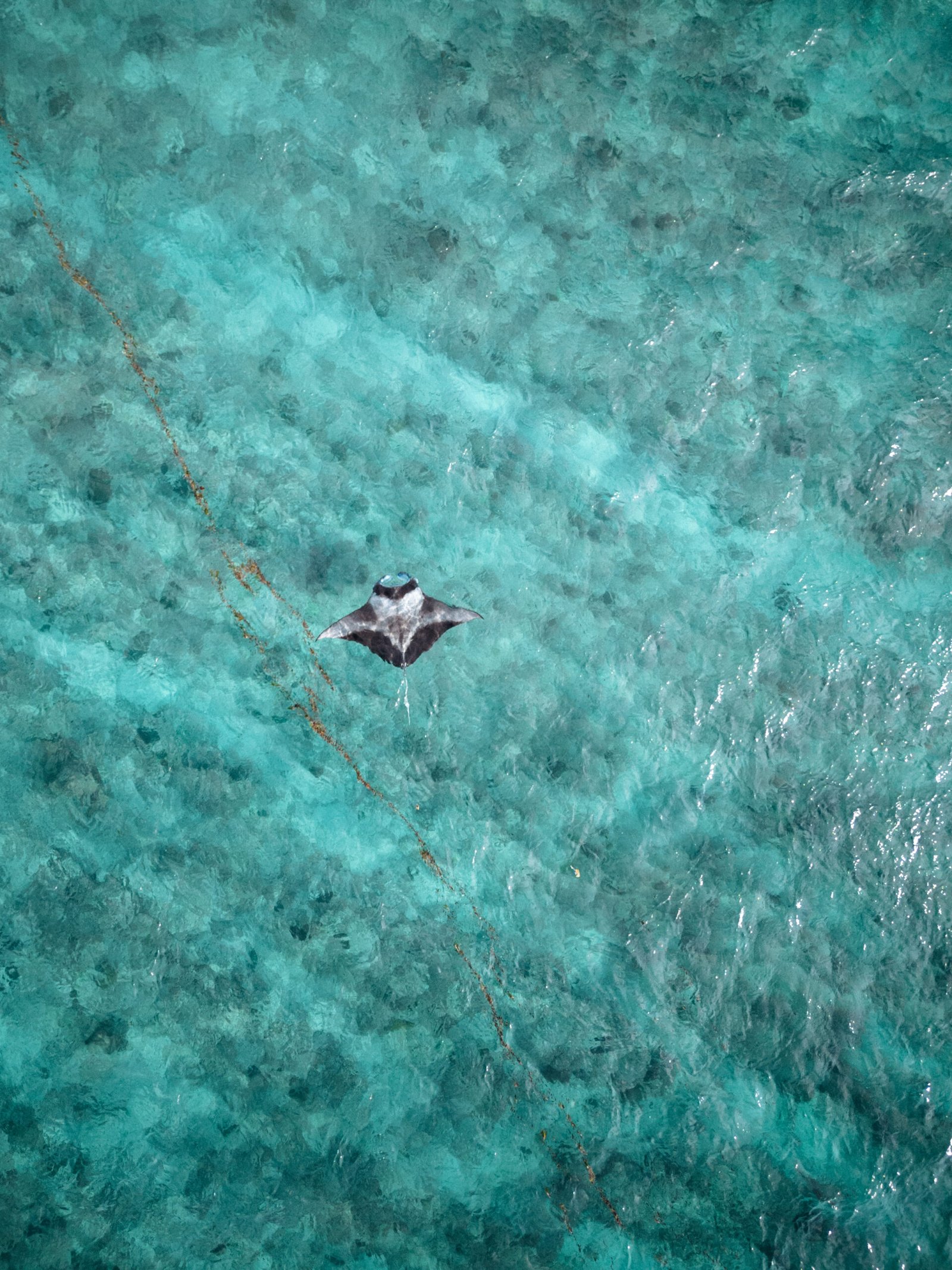 Manta ray in the shallows near Cinnamon Hakuraa Huraa Maldives, Meemu Atoll