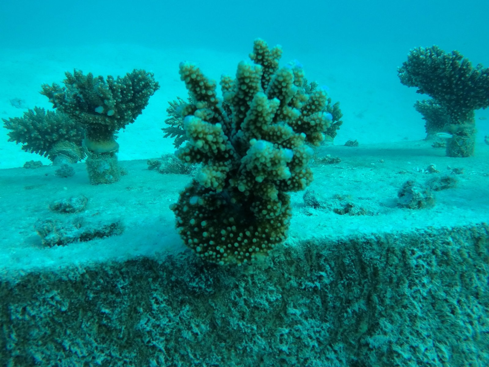 Coral Garden lagoon at Meeru Maldives Resort Island
