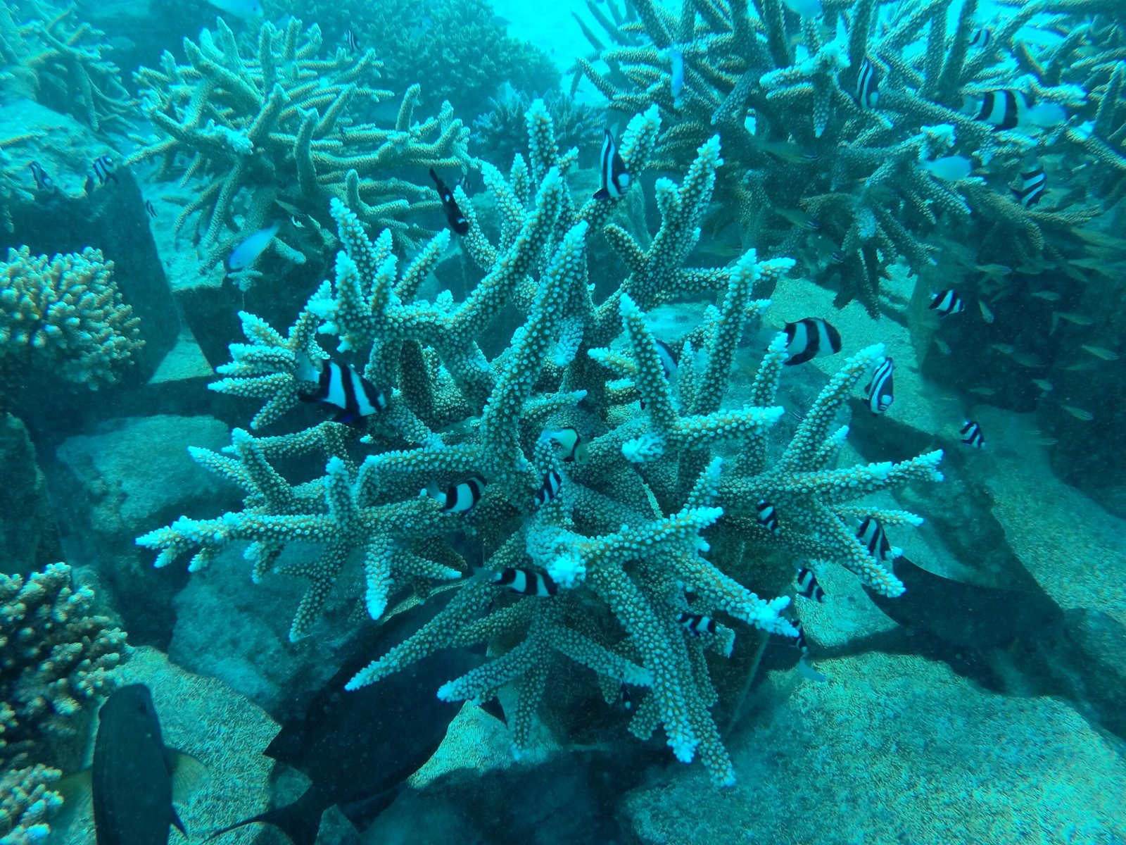 Snorkelling the Coral Garden, Meeru Maldives Resort Island