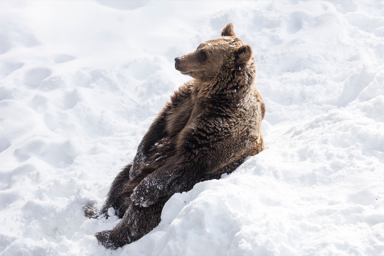 Brown bear at Ranua Wildlife Park