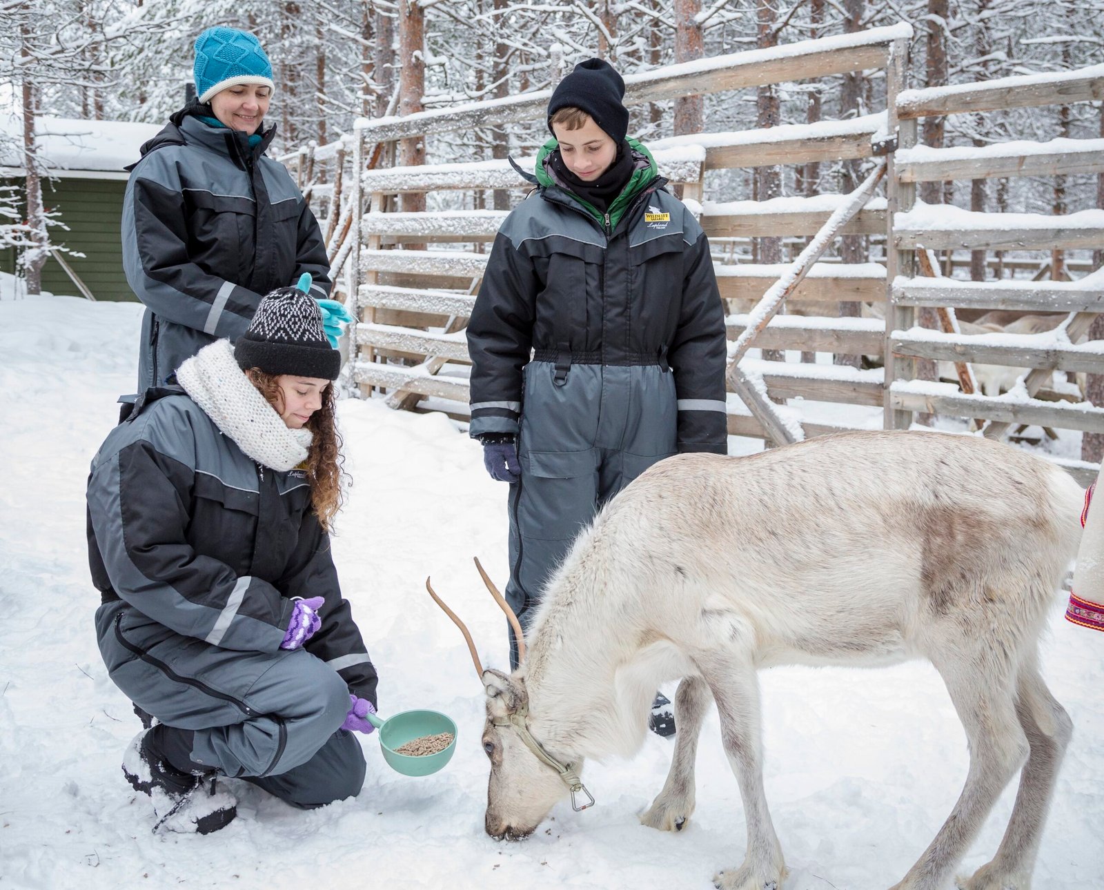 Family reindeer farm visit near Ranua Resort