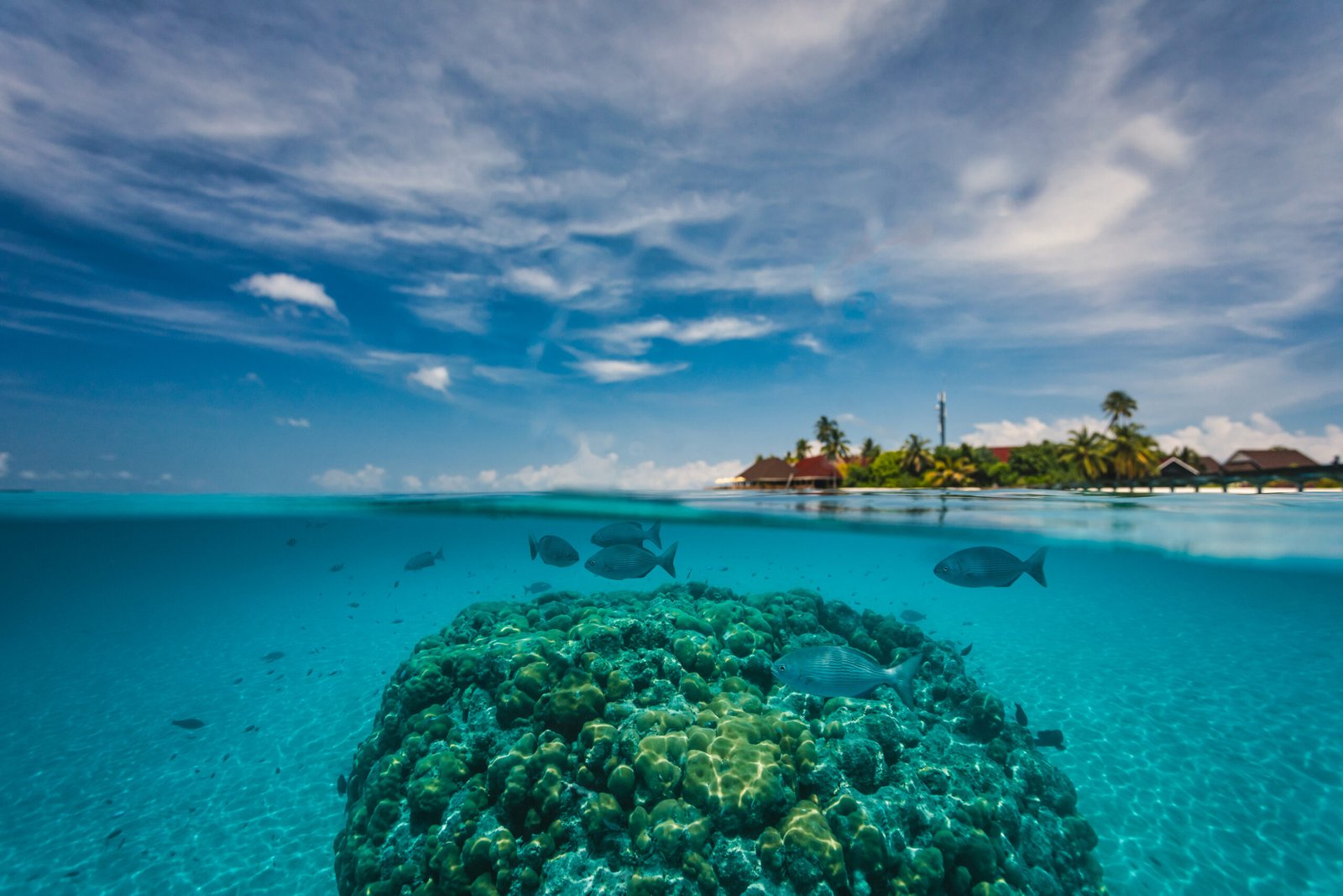 House reef with fish and coral, Dhigufaru Island Resort, Baa Atoll