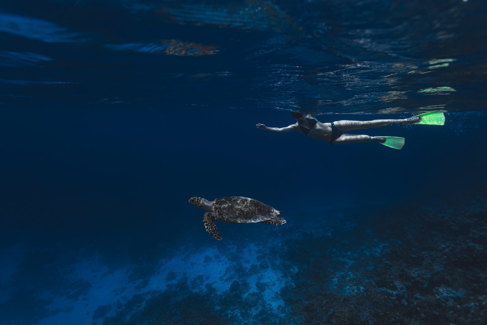 Snorkelling with a sea turtle, Cinnamon Dhonveli Maldives