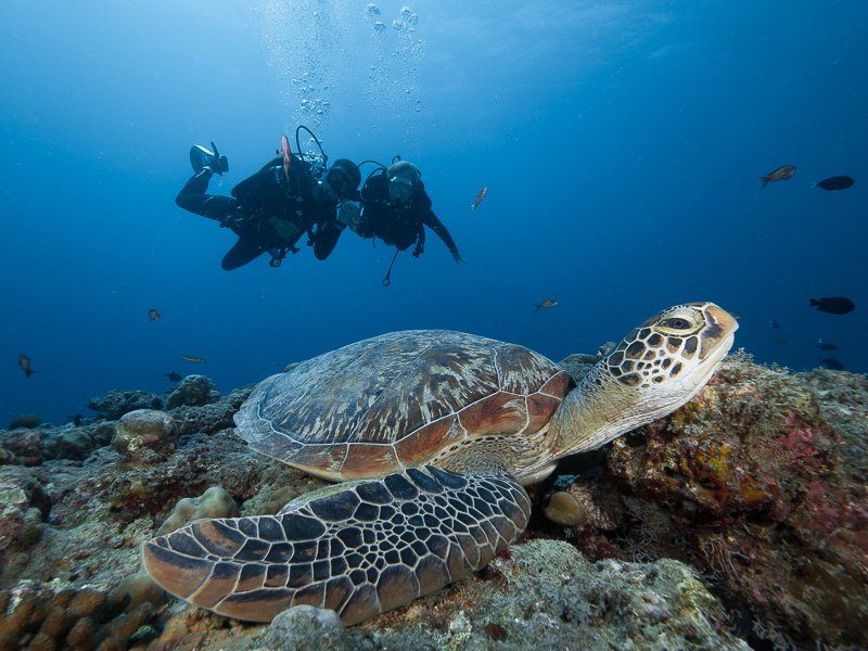 Guided dive with sea turtle, Dhigufaru Island Resort house reef