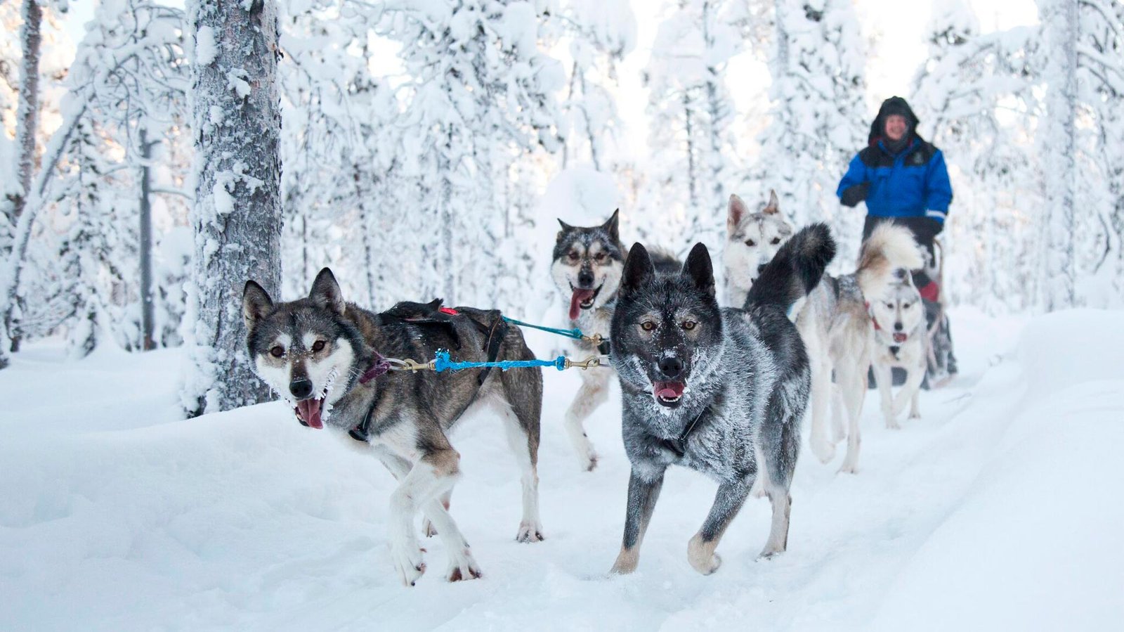 Husky safari sled team running through snow-covered forest, Northern Lights Village Saariselkä