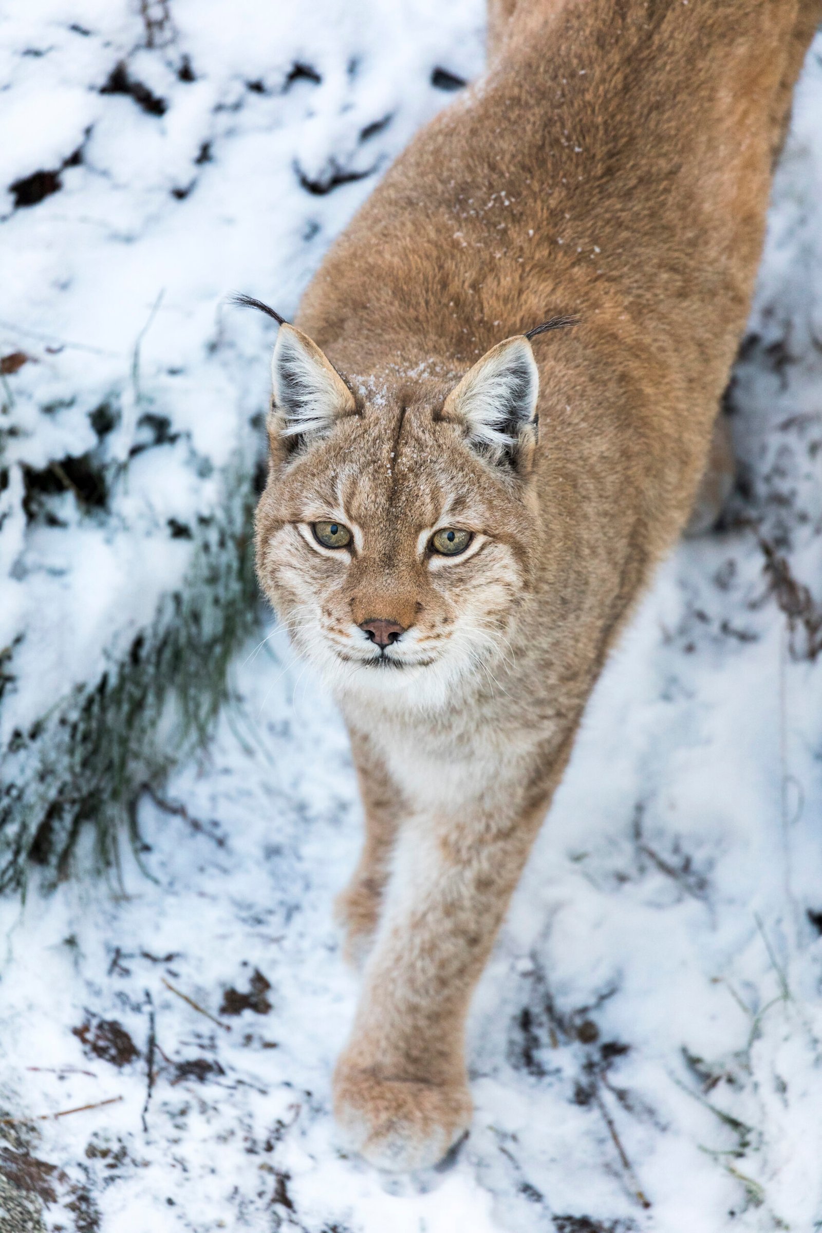 Eurasian lynx at Ranua Wildlife Park, on-site at Ranua Resort