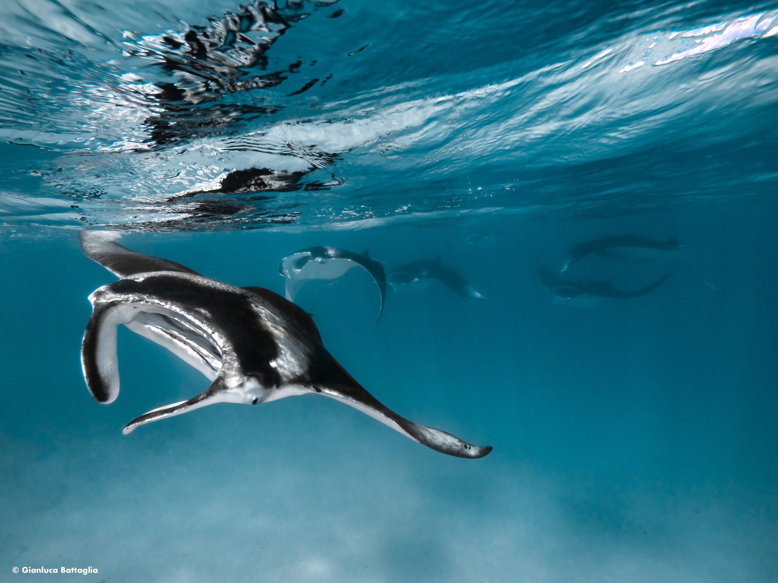 Manta ray in Baa Atoll waters near Dhigufaru Island Resort (supplier image)