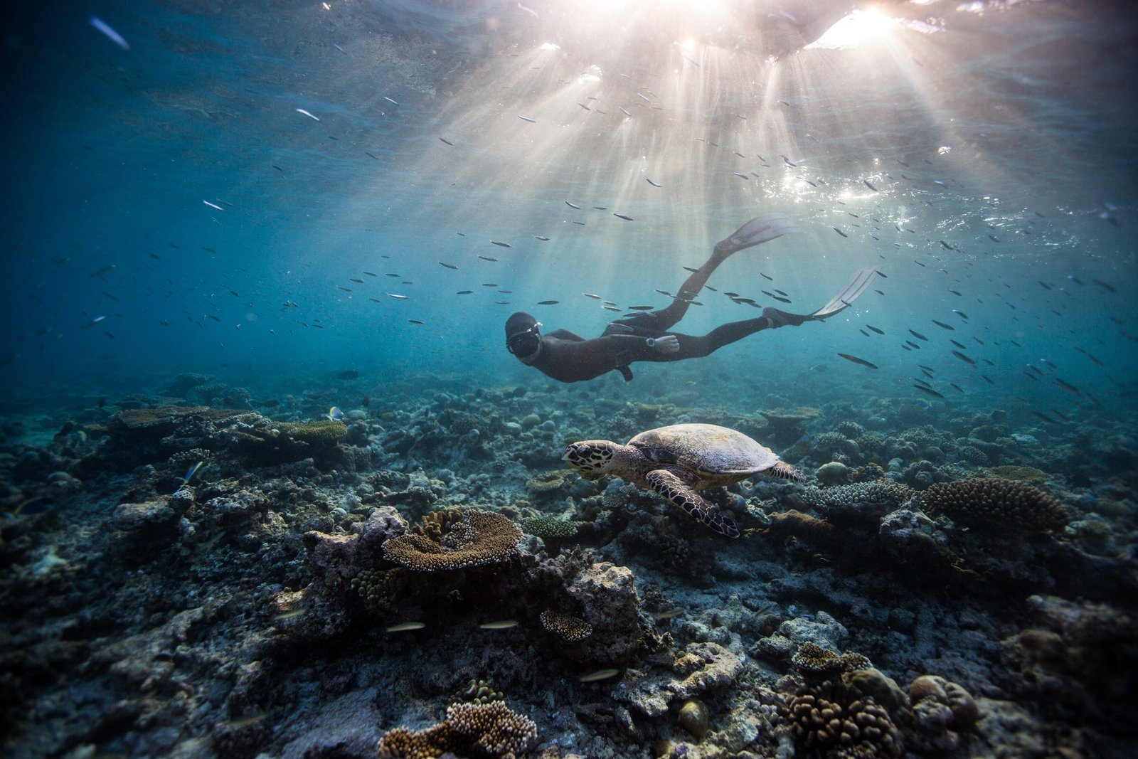 A freediver over the house reef at Dusit Thani Maldives, Baa Atoll