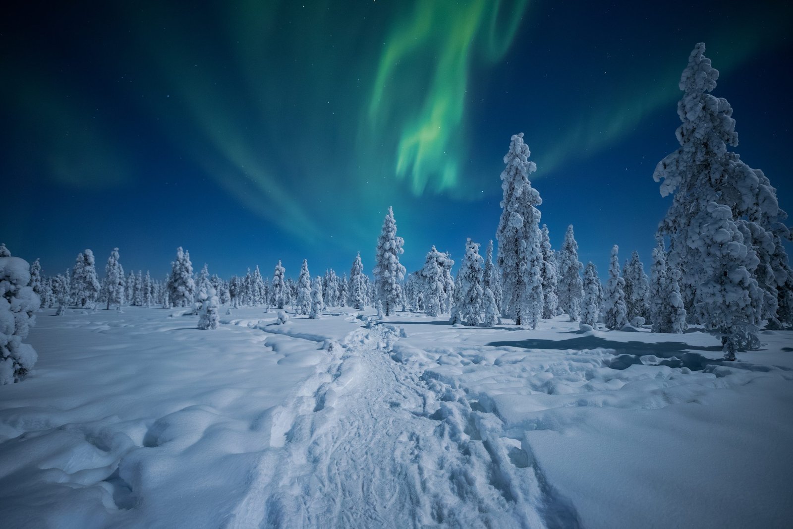 The northern lights over a snow trail through frost-covered forest, Northern Lights Village Levi