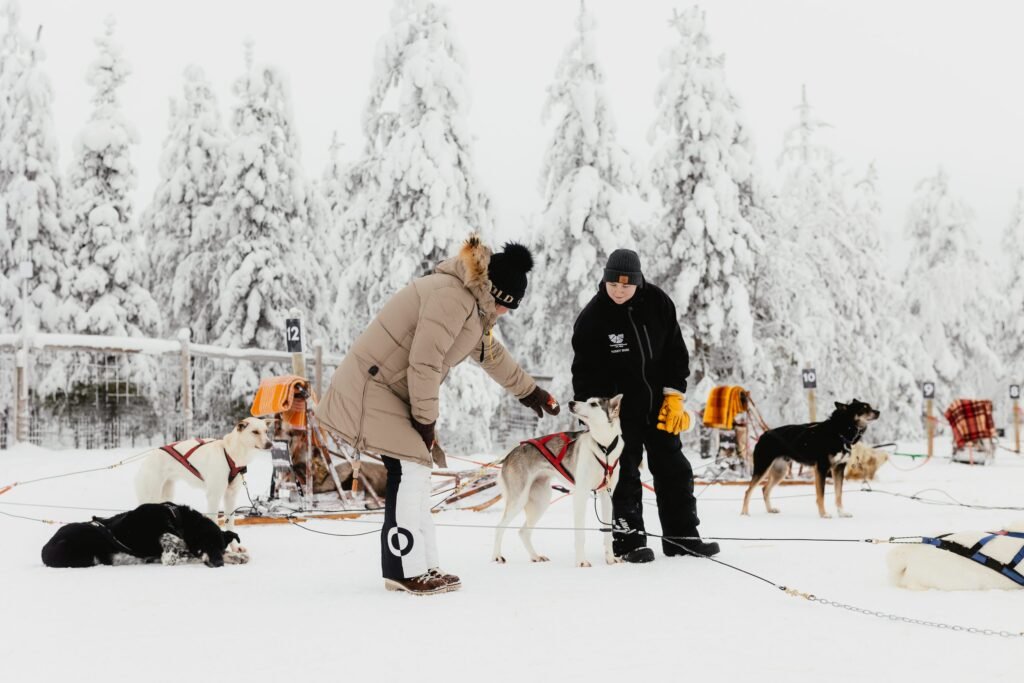 Husky farm — take the reins