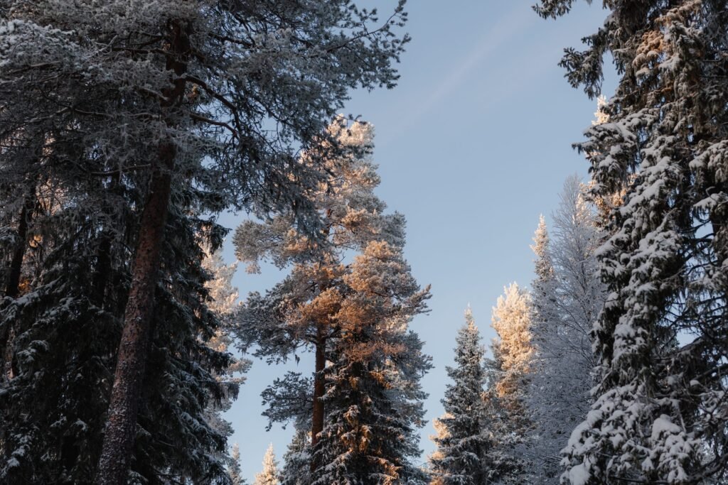 Frost-covered pines in low winter sun, Northern Lights Village Pyhä