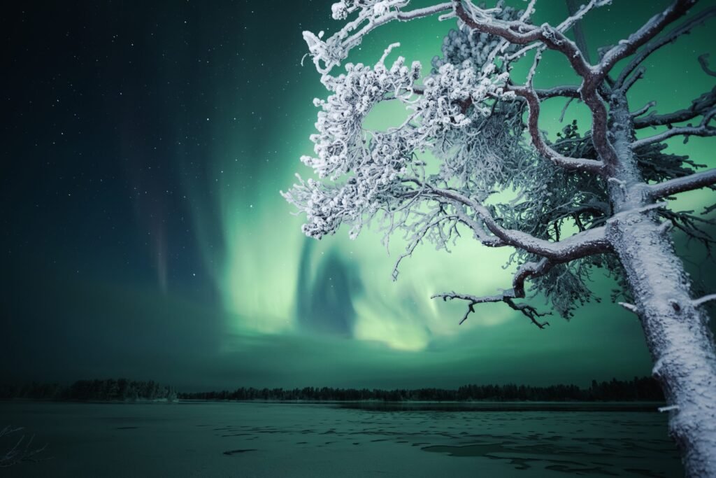 The northern lights over a frozen lake and frost-covered tree, Finnish Lapland