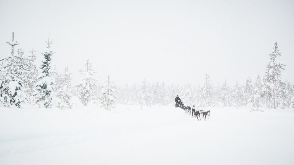 Husky farm