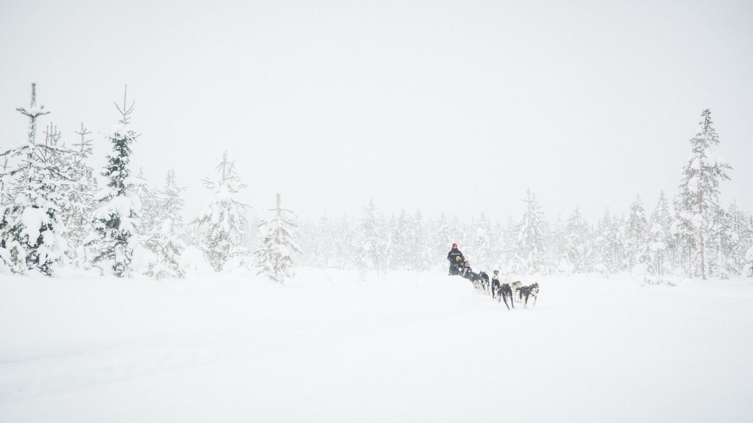 Husky Sled Activity at Santa Claus Holiday Village