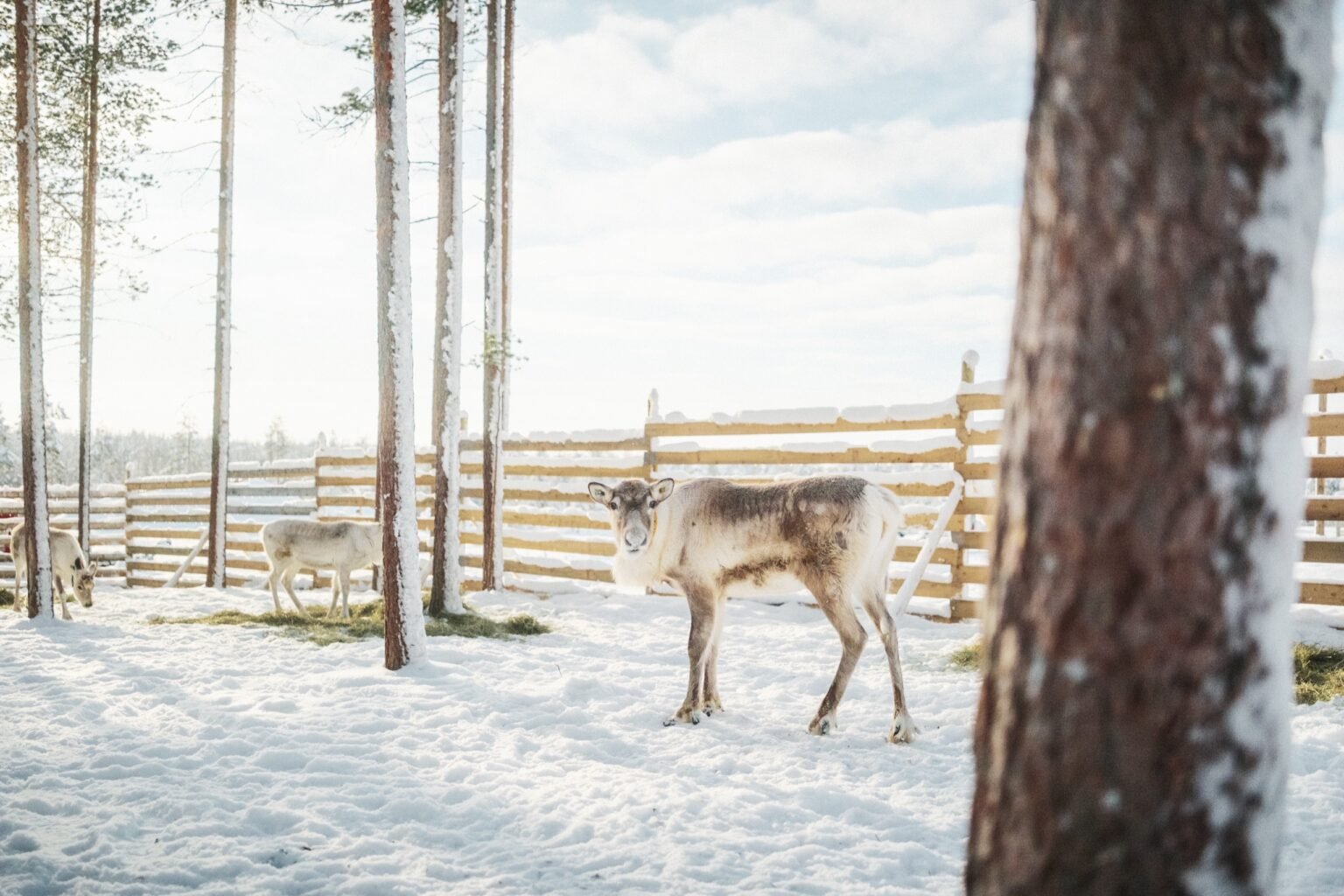 A reindeer safari at Santa Claus Holiday Village