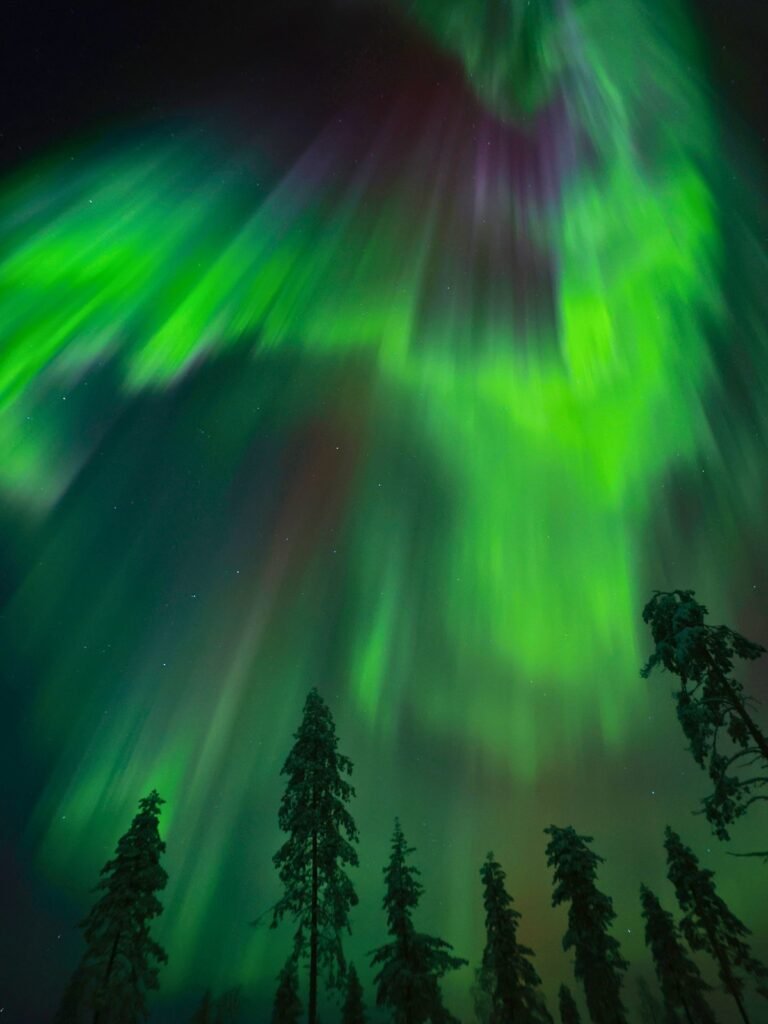 The northern lights over snow-covered forest in Lapland