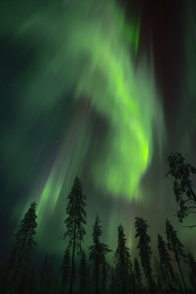 The northern lights over snow-covered forest in Lapland