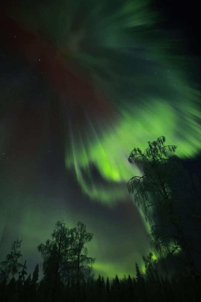 The northern lights over snow-covered forest in Lapland