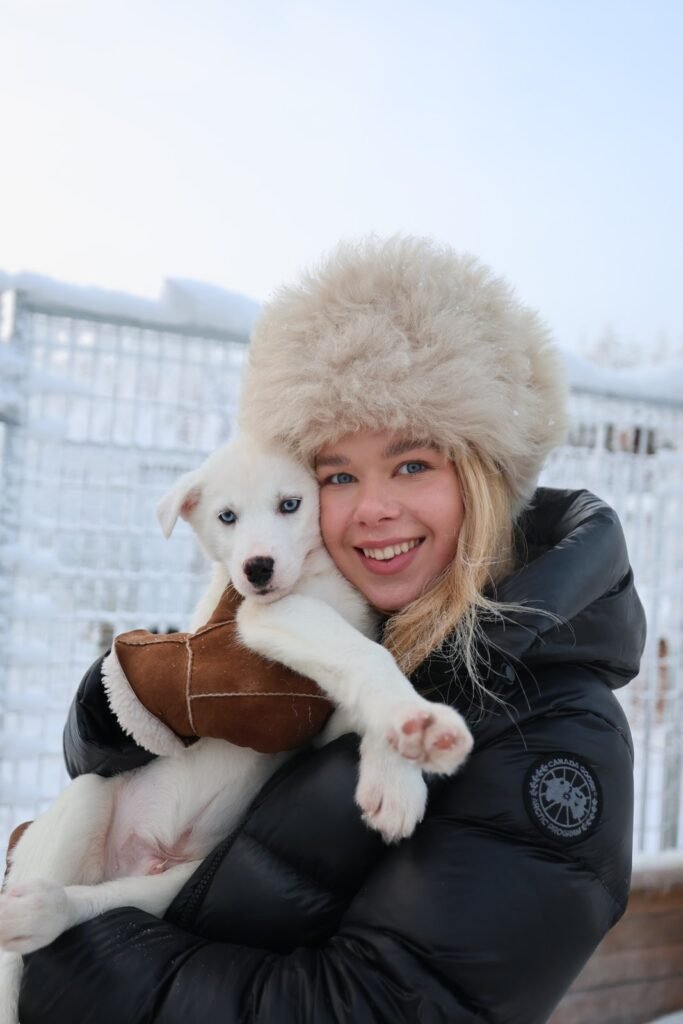 Huskies in the snow in Lapland