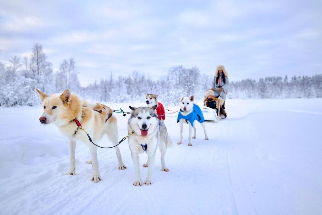 Huskies in the snow in Lapland