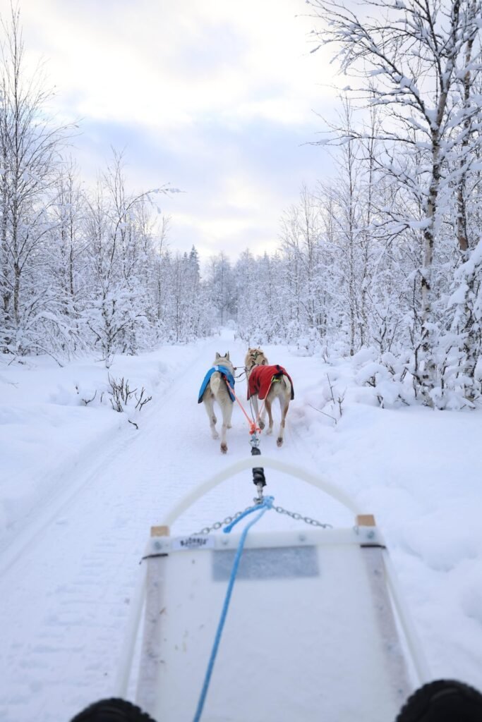 Huskies in the snow in Lapland