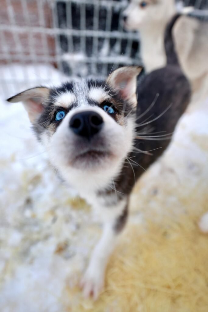 Huskies in the snow in Lapland