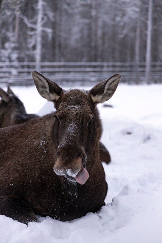 Winter at Ranua Wildlife Park