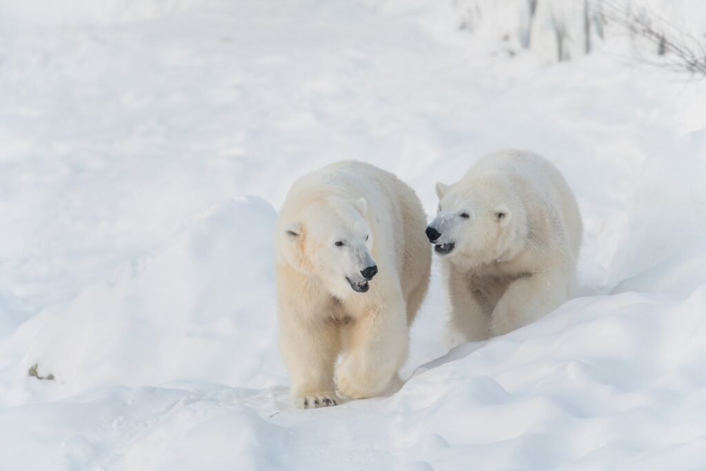 Winter at Ranua Wildlife Park