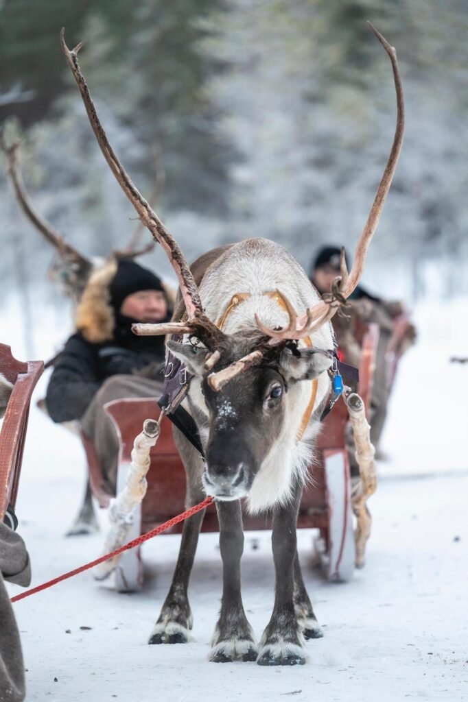 Reindeer in the snow in Lapland