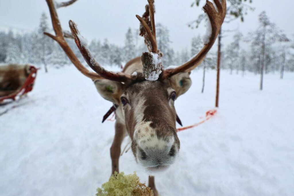 Reindeer in the snow in Lapland
