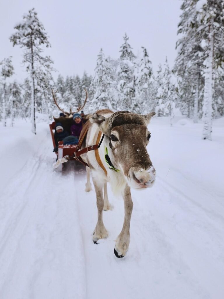 Reindeer in the snow in Lapland