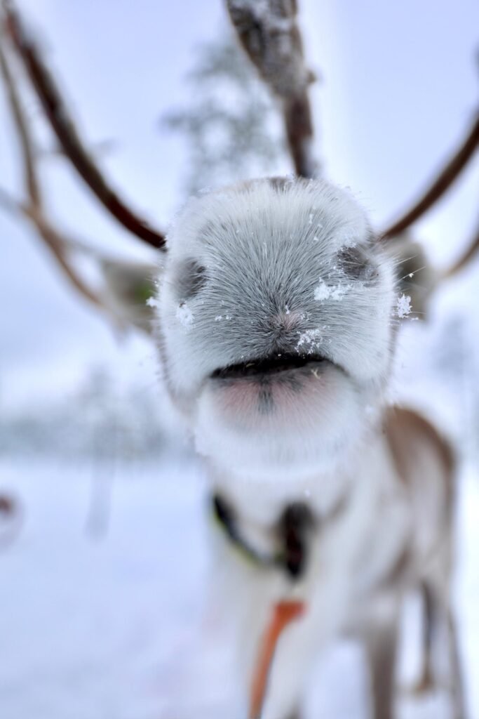 Reindeer in the snow in Lapland