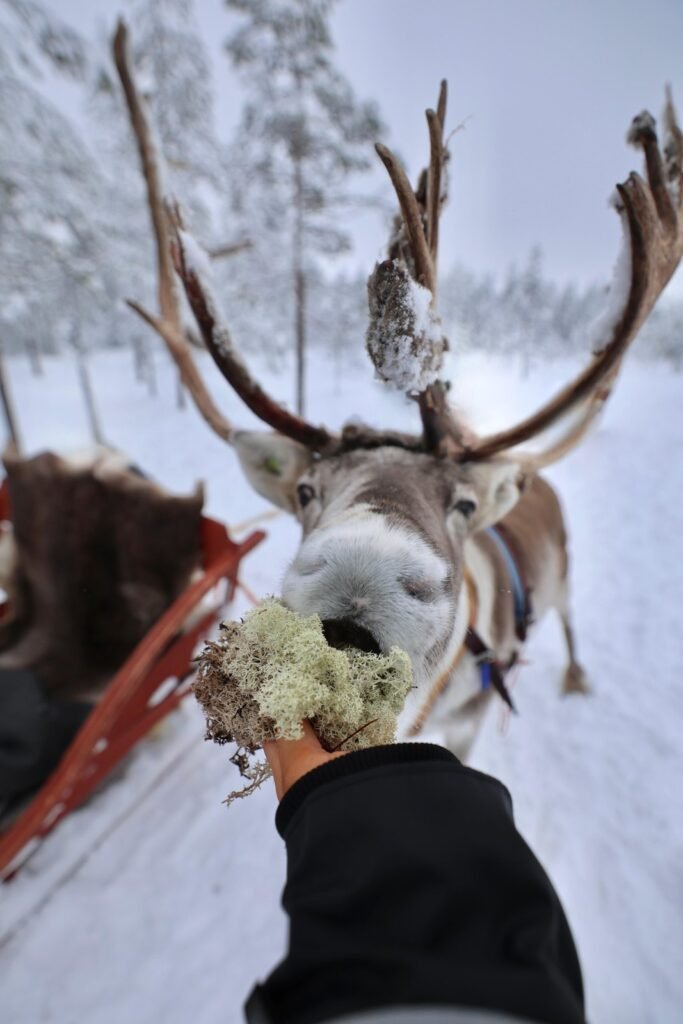 Reindeer in the snow in Lapland