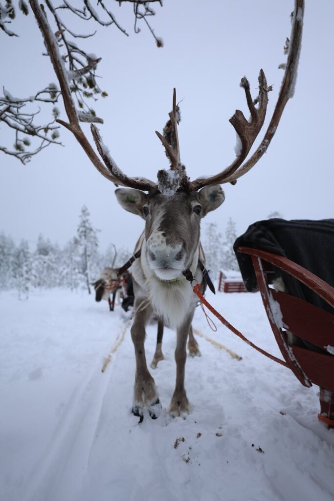 Reindeer in the snow in Lapland
