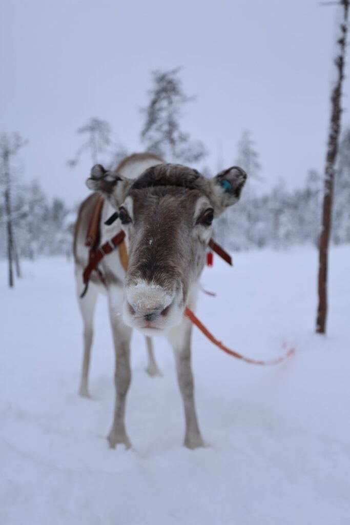 Reindeer in the snow in Lapland