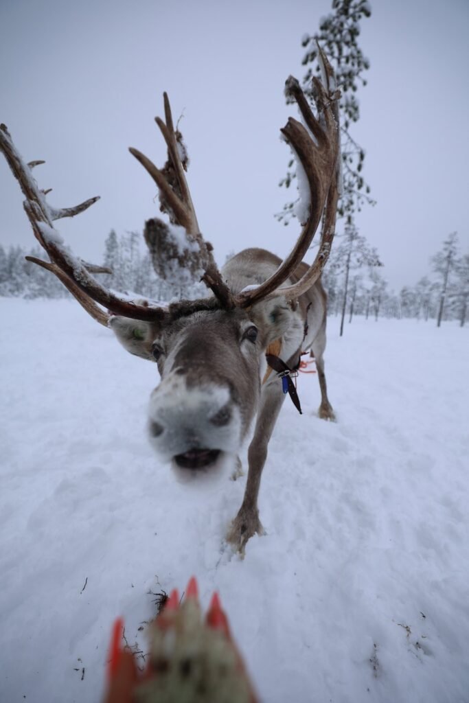 Reindeer in the snow in Lapland