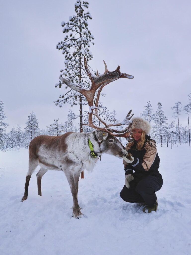 Reindeer in the snow in Lapland