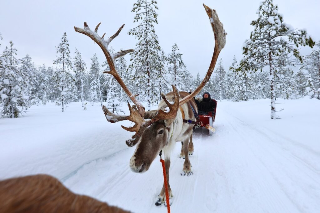 Reindeer in the snow in Lapland