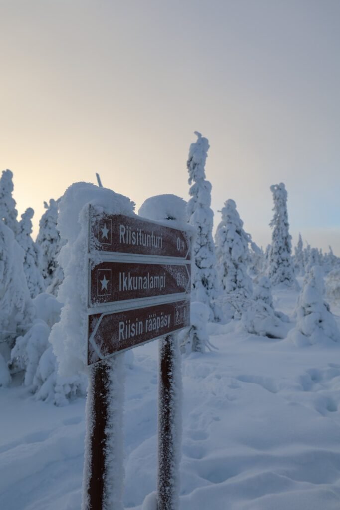 Ski touring among snow-laden trees at Riisitunturi
